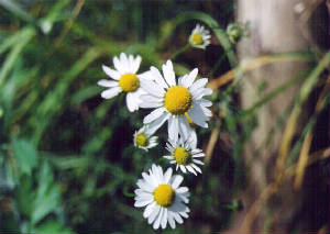 chamomile.jpg
